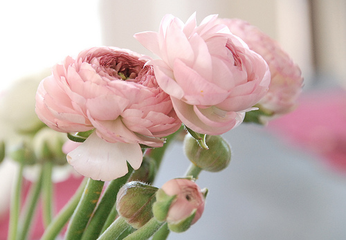 pink ranunculus from evanston flower shop | simple pretty