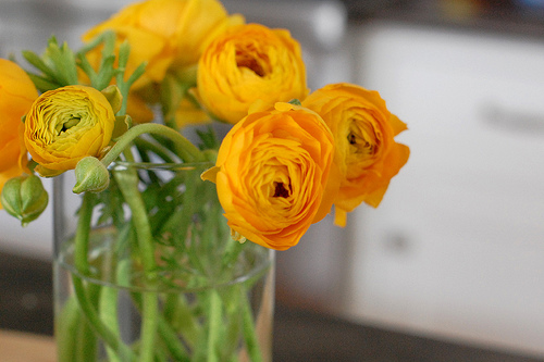 golden yellow ranunuculus | simple pretty