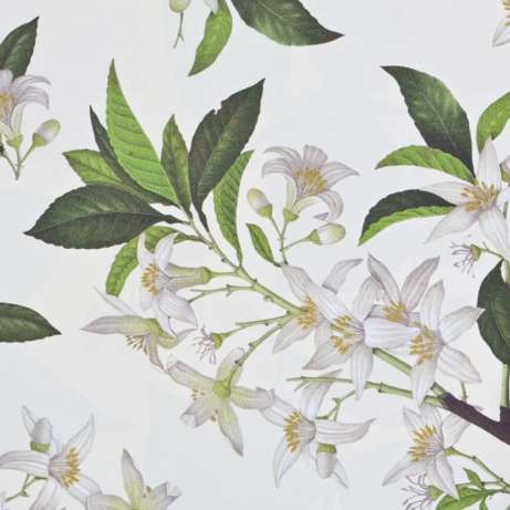 fiori d'arancio wrapping paper | simple pretty