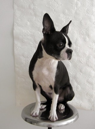 olive harris, dog model | simple pretty