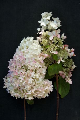 "hydrangeas", john reed forsman photography | simple pretty