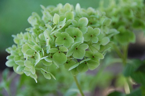 green hydrangea, autumn 2009 | simple pretty