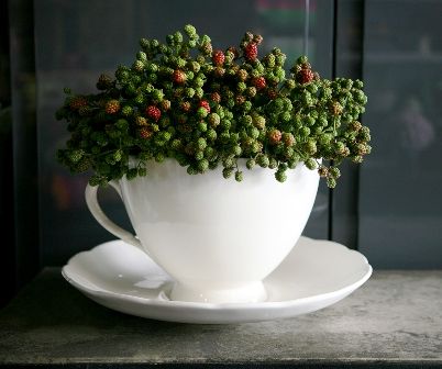 blackberries in tea cup: wild at heart flowers | simple pretty