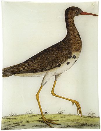 loole snipe, no 5 at john derian (albin's birds) | simple pretty
