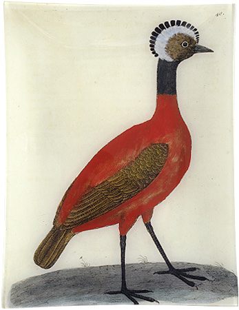 red peruvian hen, no 2 at john derian (albin's birds) | simple pretty