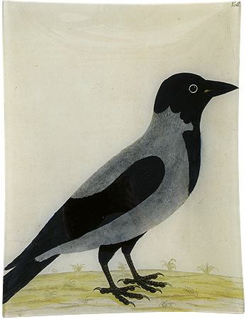 royston crow no 10 at john derian (albin's birds) | simple pretty