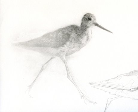 catherine hamilton 'yellowlegs' | simple pretty