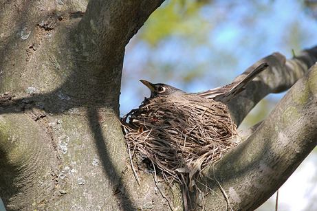 robin's nest in lasalle street maple tree | simple pretty